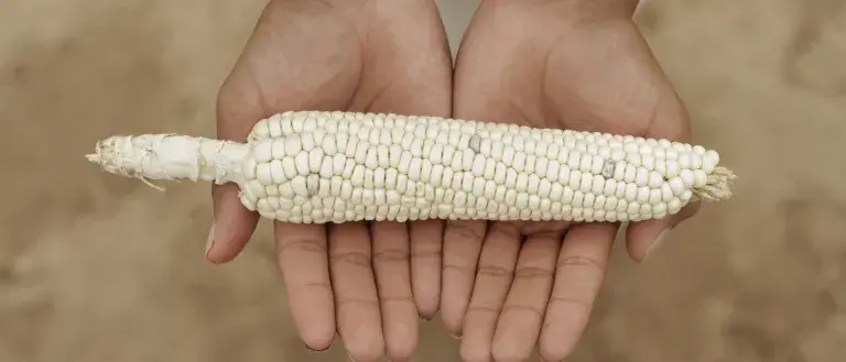 two hands holding a corn cob in representation of protecting the environment