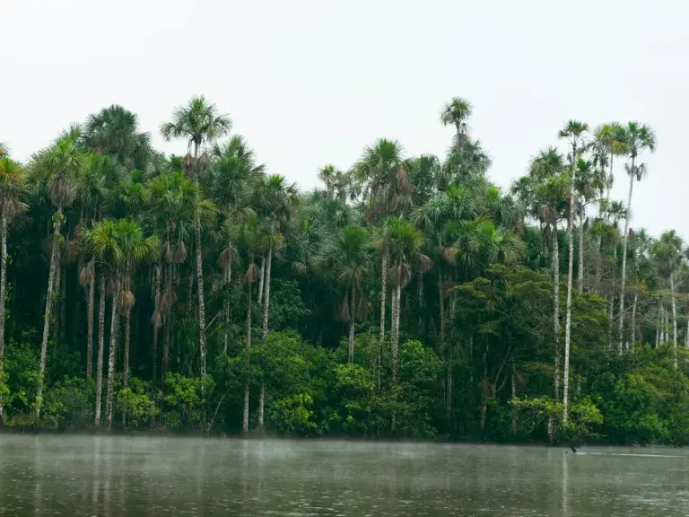 Amazon Rainforest sourced from Unsplash by Mark Kuiper