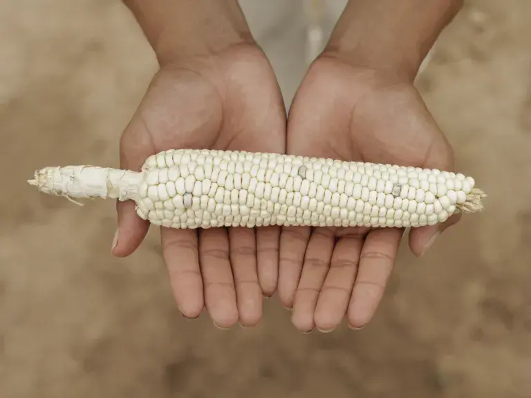 two hands holding a corn cob in representation of protecting the environment